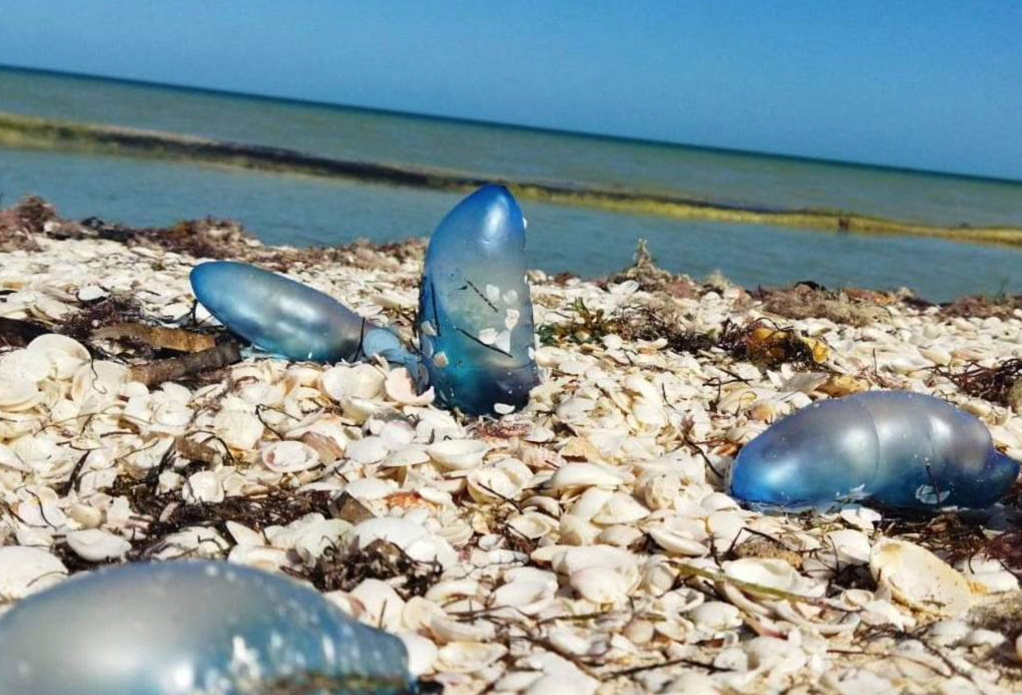 Viento en Yucatán deja medusas en playas de Progreso